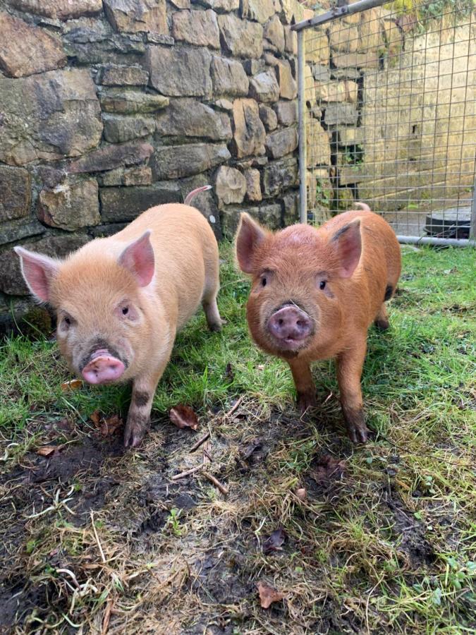 Cwtch Farm Bed & Breakfast Ystalyfera Luaran gambar