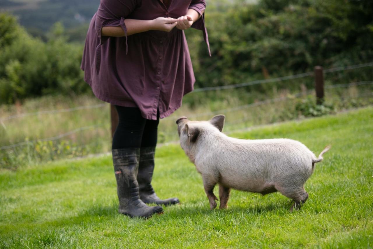 Cwtch Farm Bed & Breakfast Ystalyfera Luaran gambar